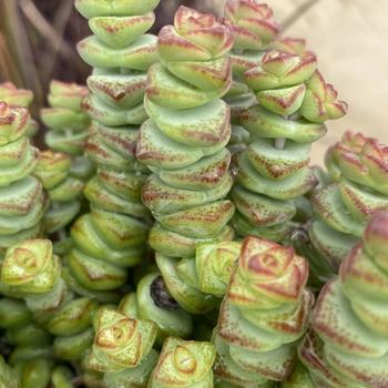 Crassula 'Baby's Necklace' 