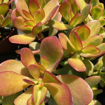 Crassula ovata 'Hummel's Sunset' 