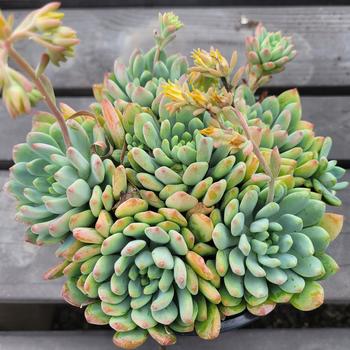 Echeveria 'Andromeda' 