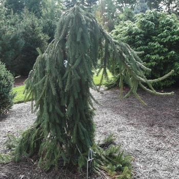 Picea abies 'Frohburg' 