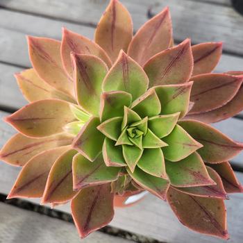 Aeonium decorum 'Berry Nice' 