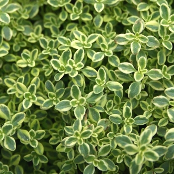 Thymus praecox 'Highland Cream (Hartington Silver)' 