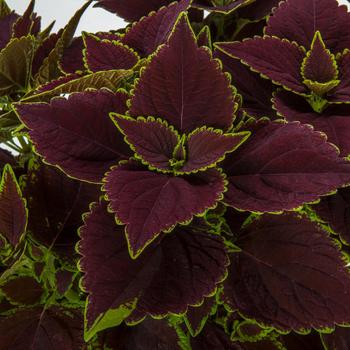 Coleus scutellarioides Talavera™ 'Chocolate Mint'