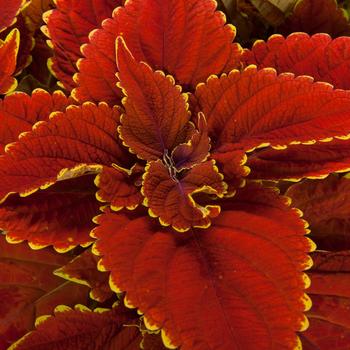 Coleus scutellarioides Talavera™ 'Sienna'