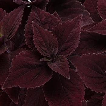 Coleus scutellarioides Talavera™ 'Chocolate Velveteen'