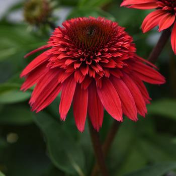 Echinacea Double Scoop™ 'Strawberry Deluxe'