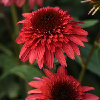 Echinacea Double Scoop™ 'Raspberry Deluxe'