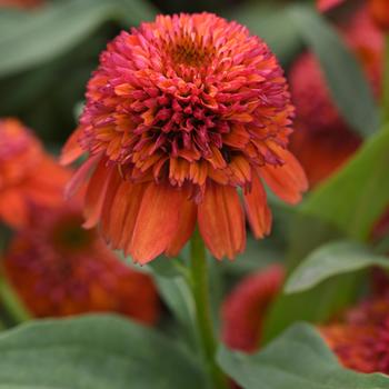 Echinacea 'Balscoberrux' 