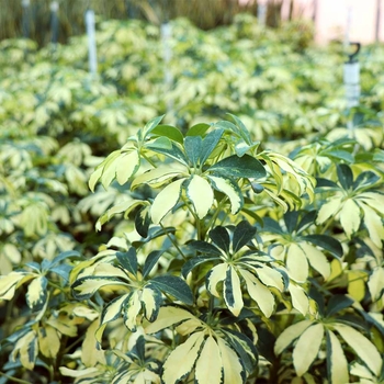 Schefflera arboricola 'Trinette' 