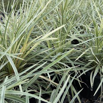 Liriope muscari 'Aztec Grass' 