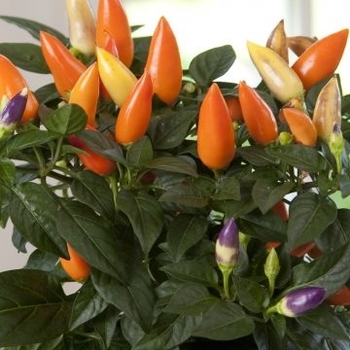 Capsicum annuum 'Conga™' 