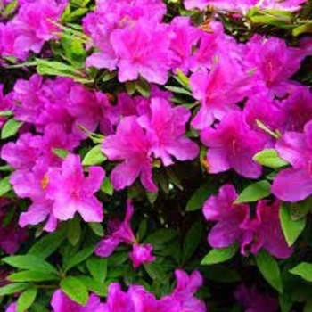 Rhododendron Southern Indica Hybrid 'Pink Formosa' 