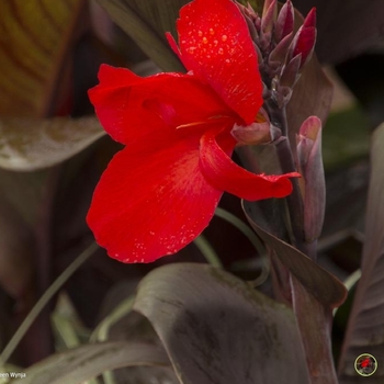 Canna indica 'Lon01' 