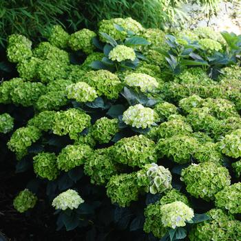 Hydrangea macrophylla Everlasting® 'Green Cloud'