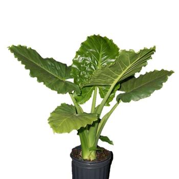 Alocasia hybrid 'AP091520' USPP 34, Can PBRAF