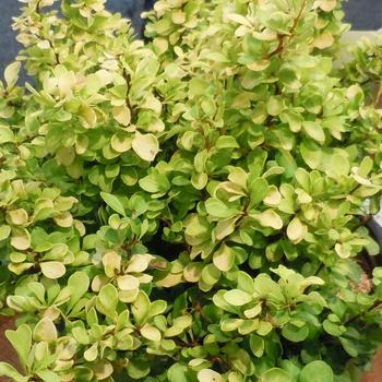 Berberis WorryFree® 'Lemon Cutie®'