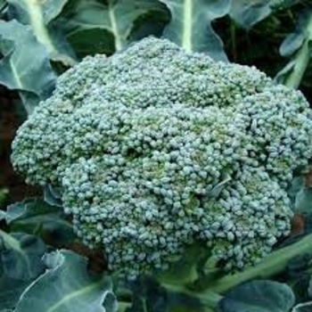 Brassica oleracea 'Di Cicco' 