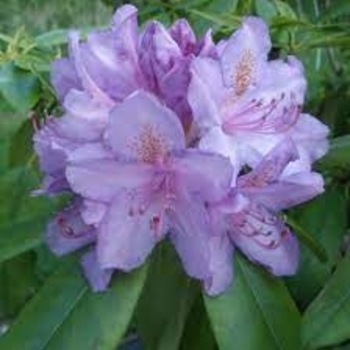 Rhododendron catawbiense 'Grandiflorum' 
