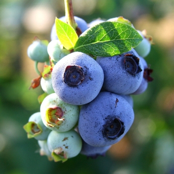 Vaccinium ashei 'Climax' 