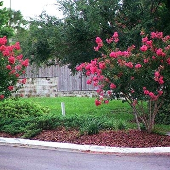 Lagerstroemia 