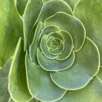 Aeonium 'Mint Saucer' 