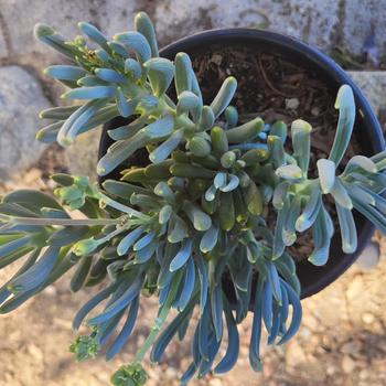 Senecio mandraliscae