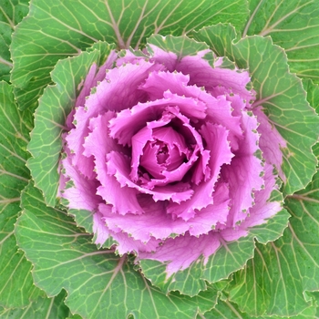 Brassica oleracea 'Osaka IQ Pink Bicolor' 