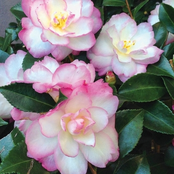 Camellia sasanqua 'Leslie Ann' 