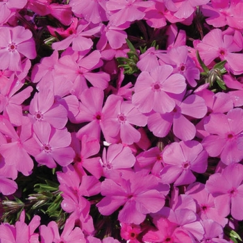 Phlox subulata