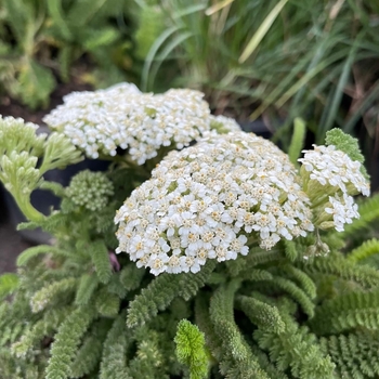 Achillea millefolium 'Sonoma Coast' 