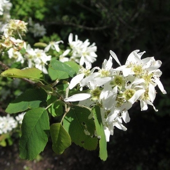 Amelanchier alnifolia