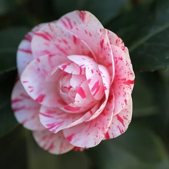 Camellia japonica 'LA Peppermint' 