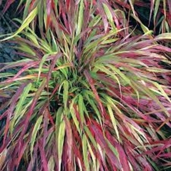 Hakonechloa macra 'Beni-kaze' 