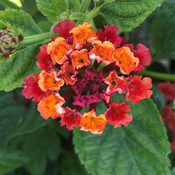 Lantana 'Red Sky' 