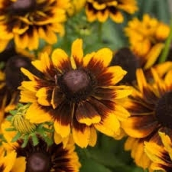 Rudbeckia hirta 'Kissing' PPAF