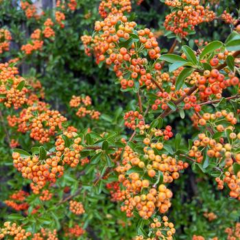 Pyracantha 