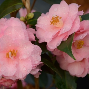 Camellia 'Spring Festival' 