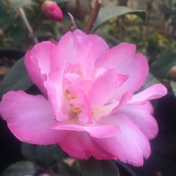 Camellia sasanqua 'Rainbow' 