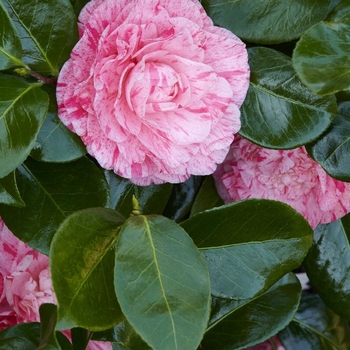 Camellia japonica 'Carter's Sunburst' 