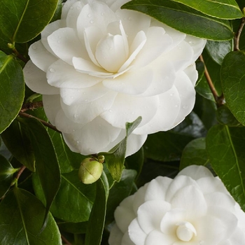 Camellia japonica 'Nuccio's Gem' 