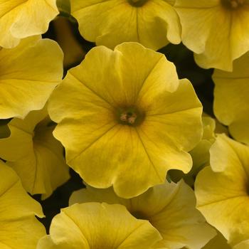 Petchoa Caliburst™ Yellow
