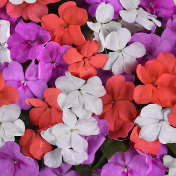 Impatiens walleriana Beacon® 'Pearl Island Mix'