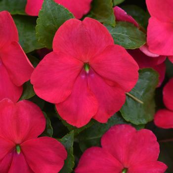 Impatiens walleriana Beacon® Lipstick