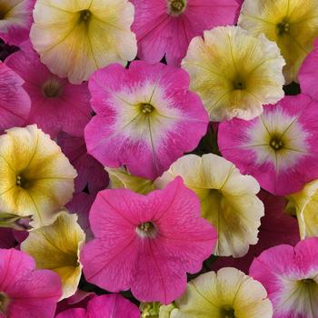 Petunia 'Sweet Taffy Mix' 