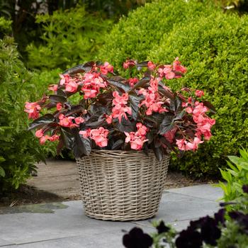 Begonia Dragon Wing® Pink Bronze Leaf