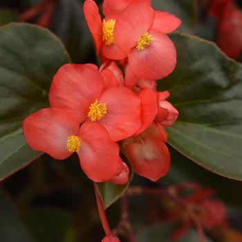 Begonia Dragon Wing® Red Bronze Leaf