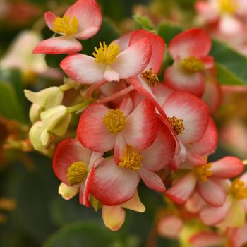 Begonia Hula™ Red White Bicolor