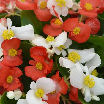 Begonia Hula™ Red and White Mix