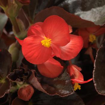 Begonia BabyWing® Red Bronze Leaf