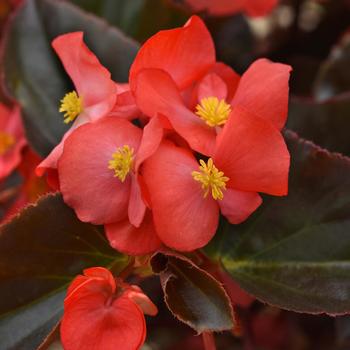 Begonia Megawatt™ Red Bronze Leaf Improved